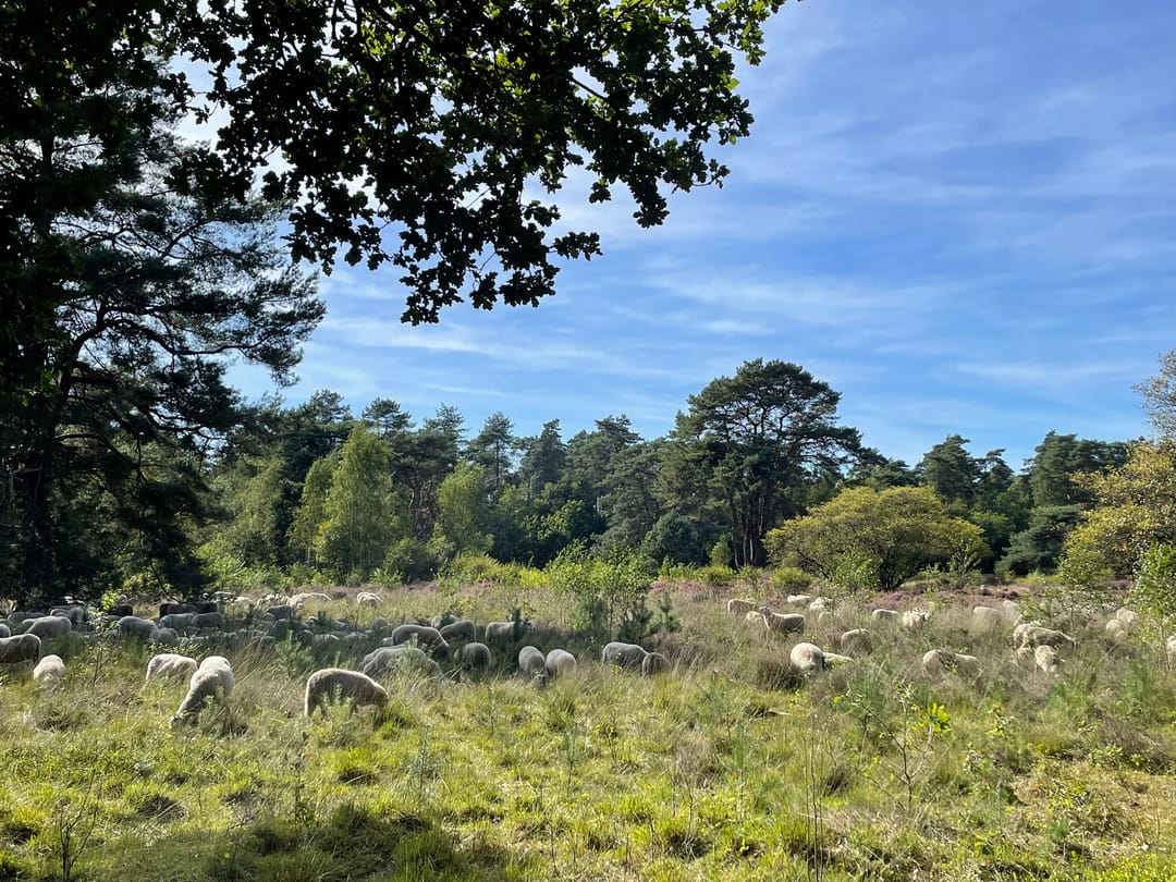 Foto 58 van Zuiderzeestraatweg West 146