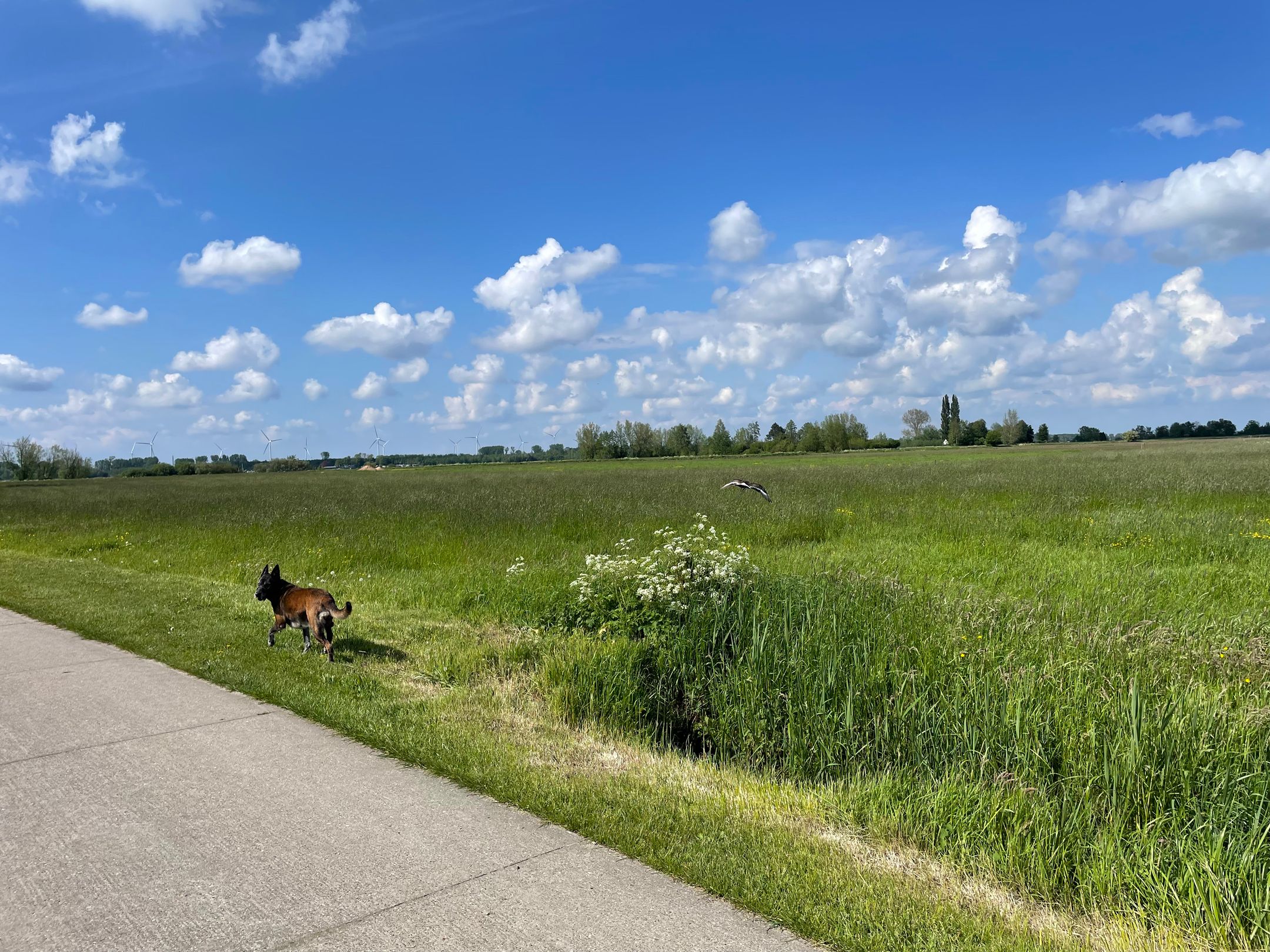 Foto 63 van Zuiderzeestraatweg West 146