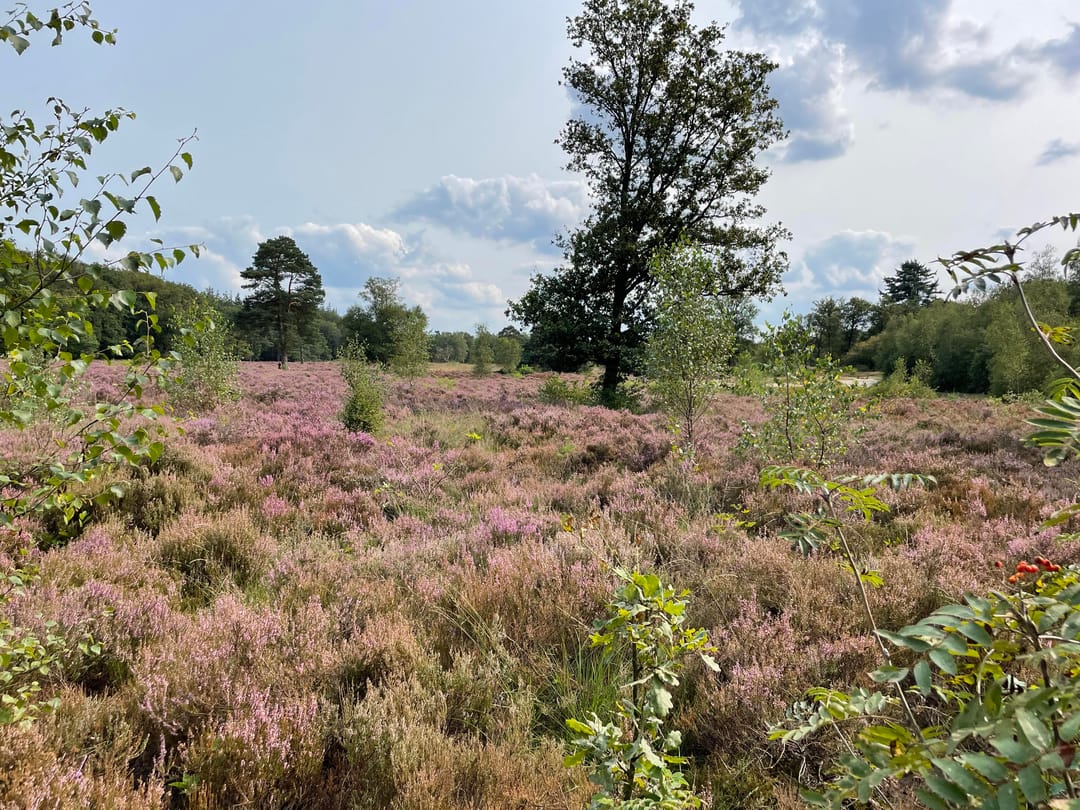 Foto 61 van Zuiderzeestraatweg West 146