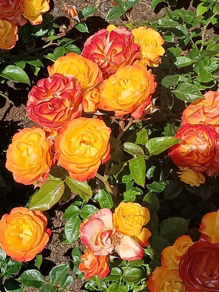 Foto 63 van Dr. Lelykade 158-D