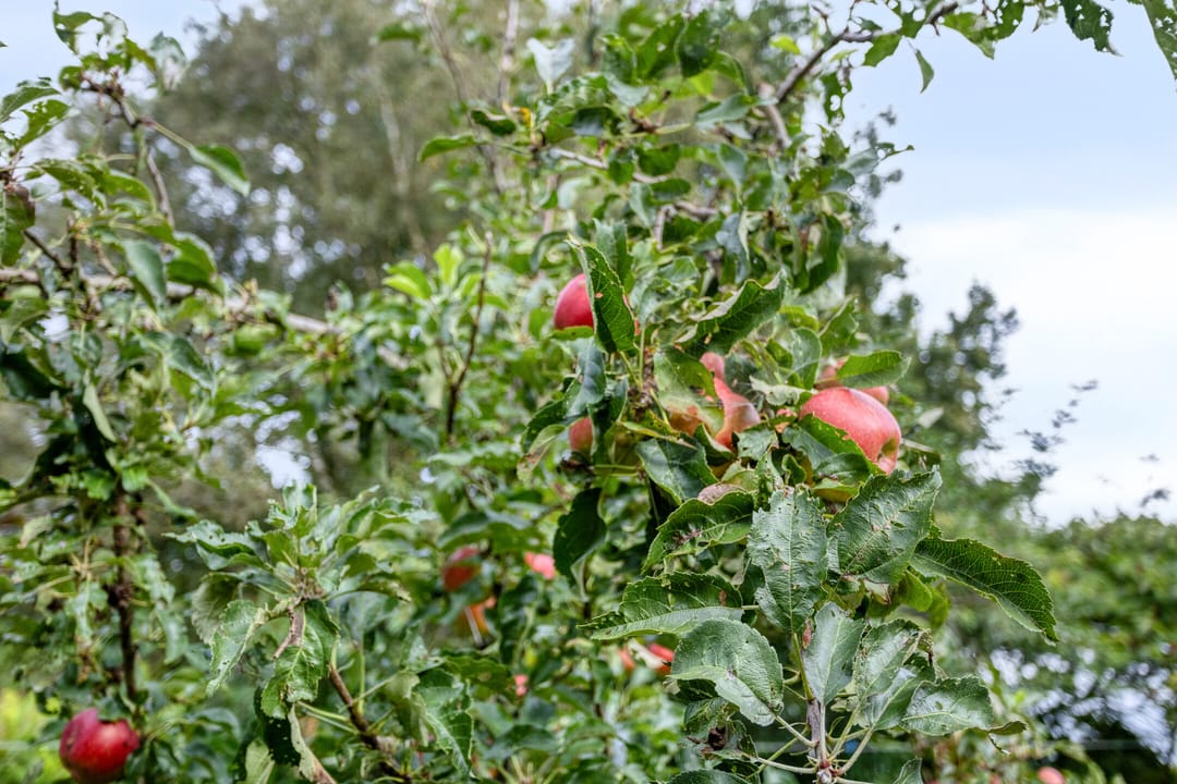 Foto 47 van Compagnonsweg 19