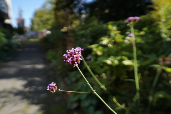 Foto 50 van Pancratiushof 72