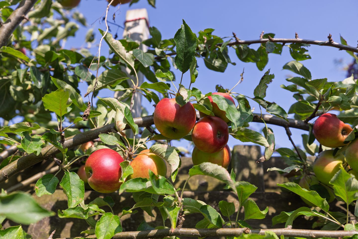 Foto 34 van Utrechtseweg 14