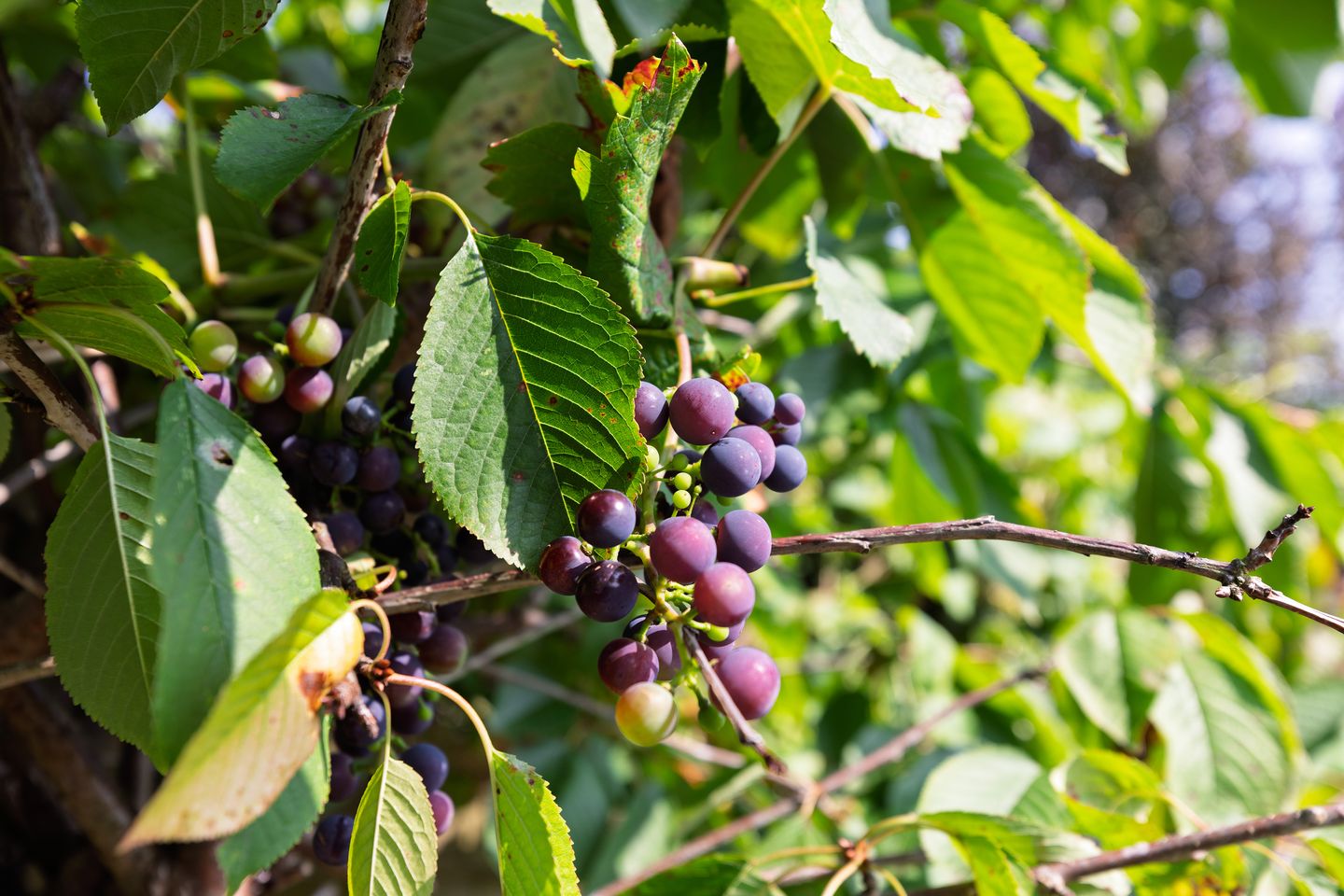 Foto 35 van Utrechtseweg 14