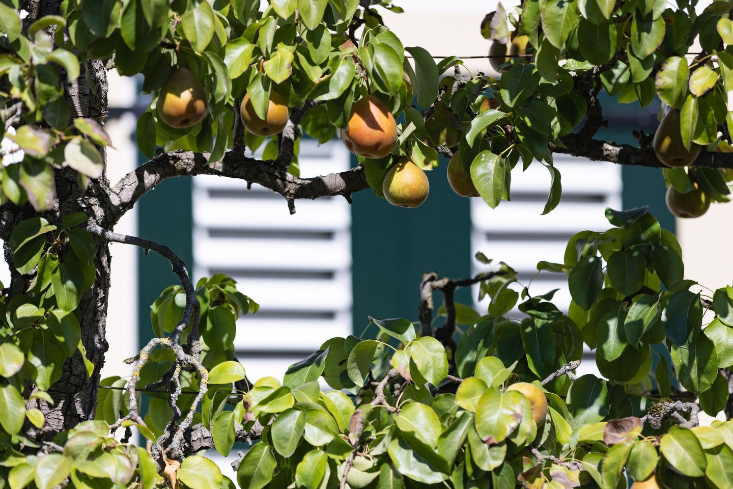 Foto 40 van Kelderweg 13