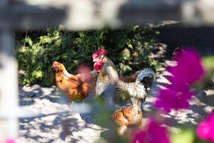 Foto 49 van Kelderweg 13