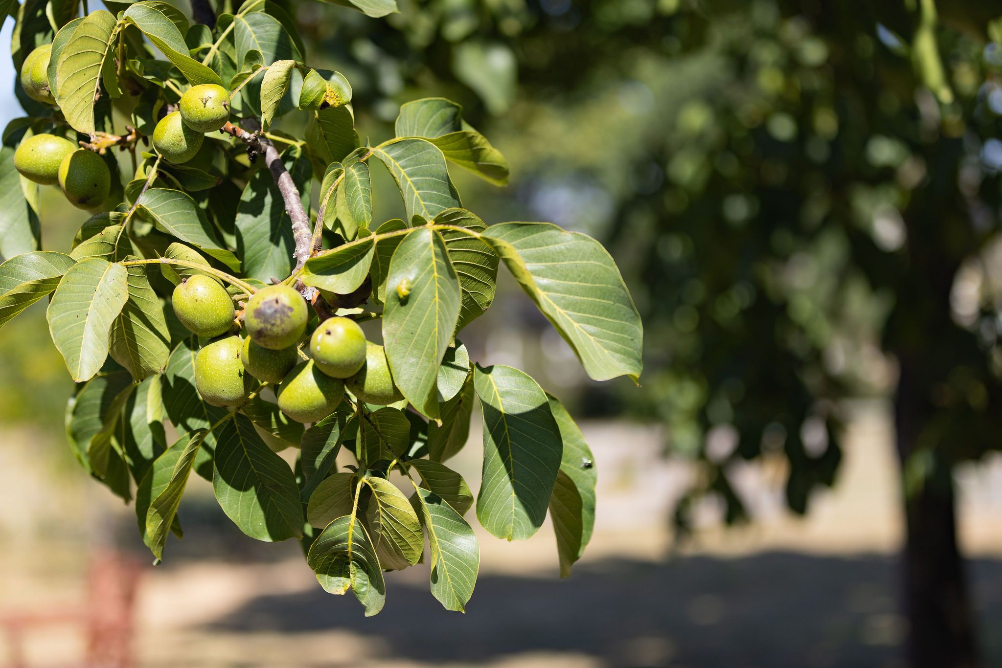 Foto 60 van Kelderweg 13