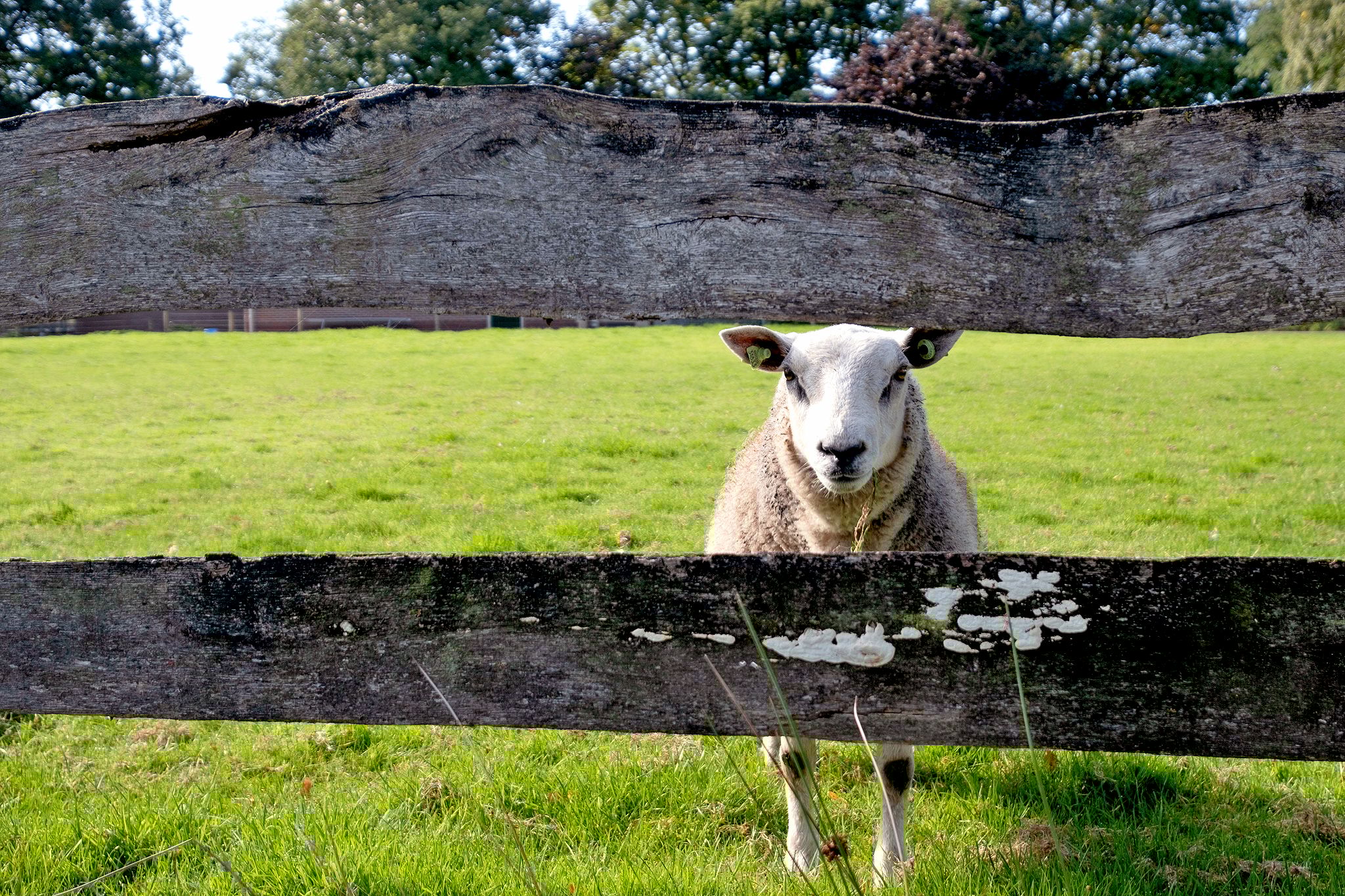 Foto 81 van Strenkhaarsweg 9