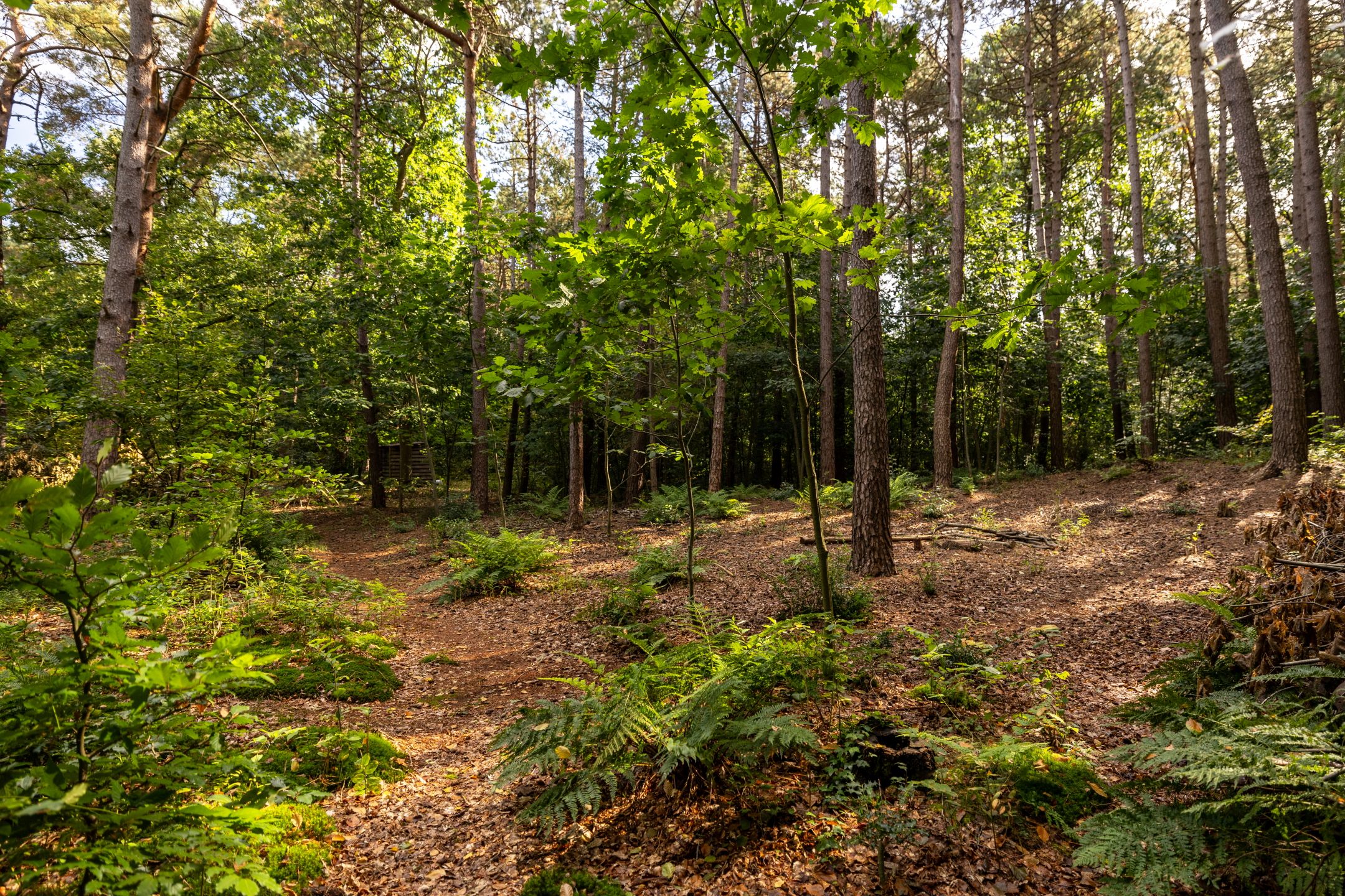 Foto 51 van Onder de Bos 163