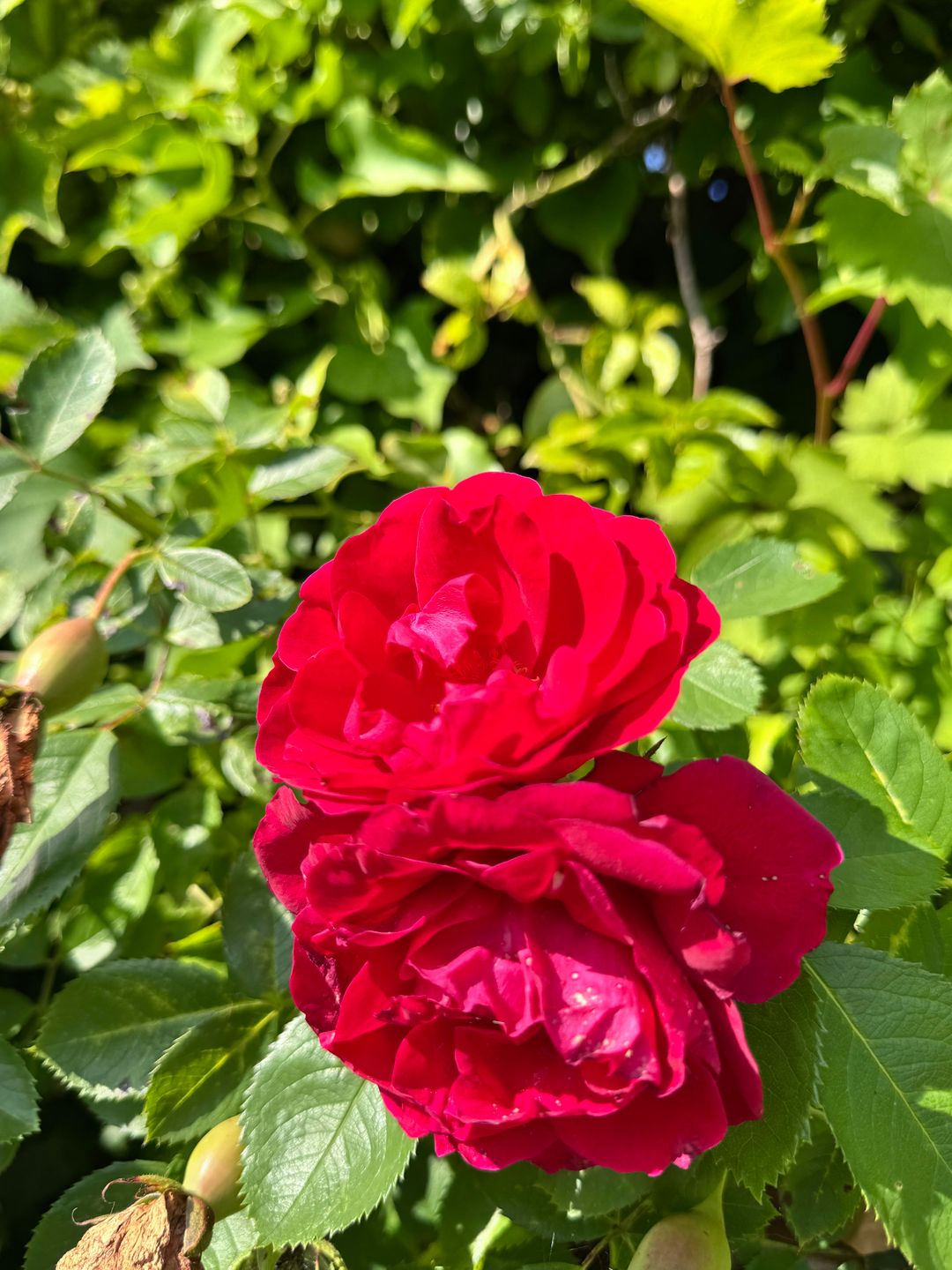 Foto 43 van Wijkerstraatweg 270