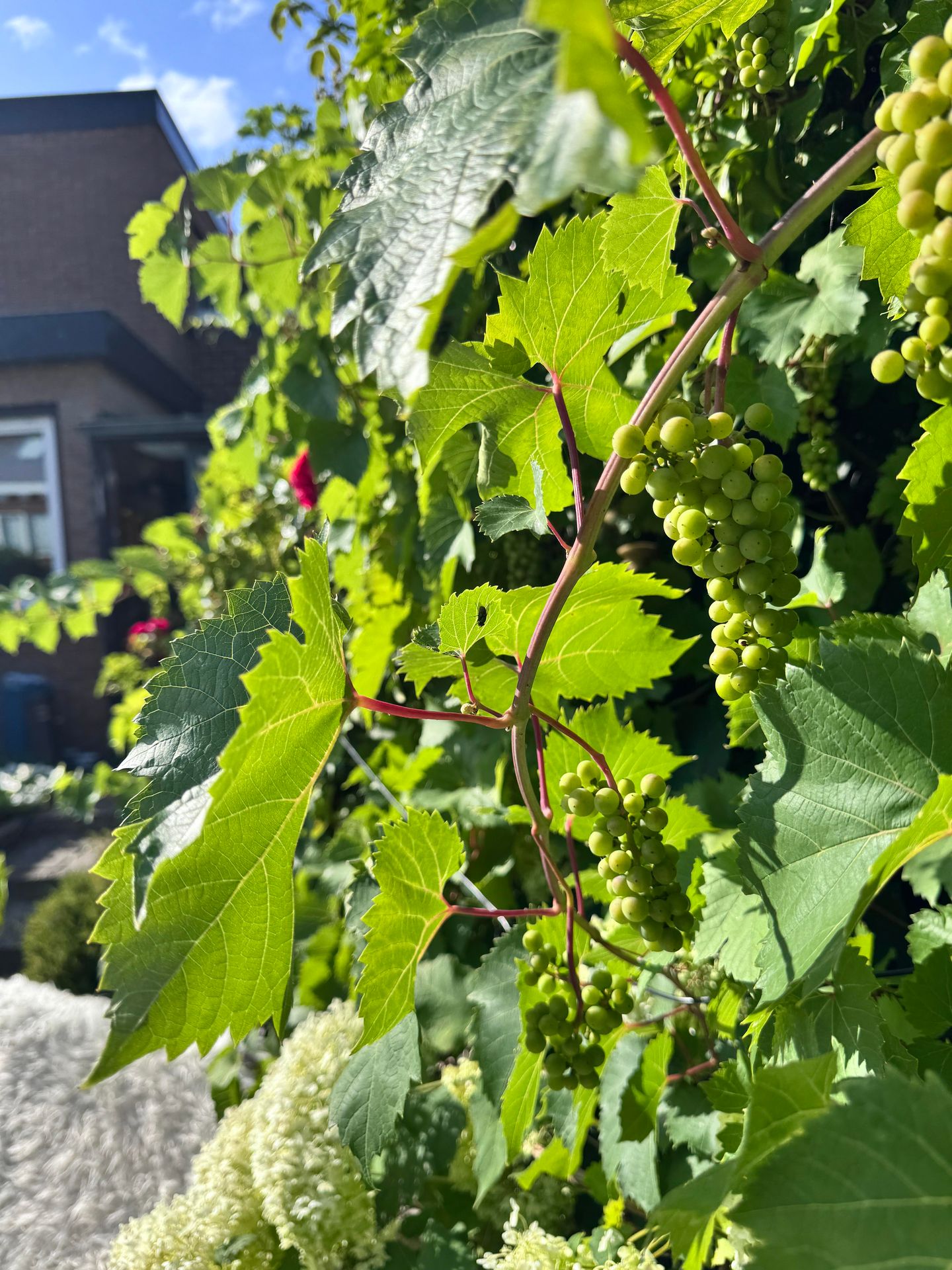 Foto 44 van Wijkerstraatweg 270