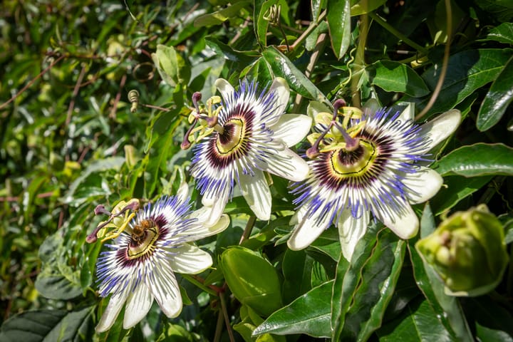 Photo 16 of Graaf Hendrik van Nassaustraat 12