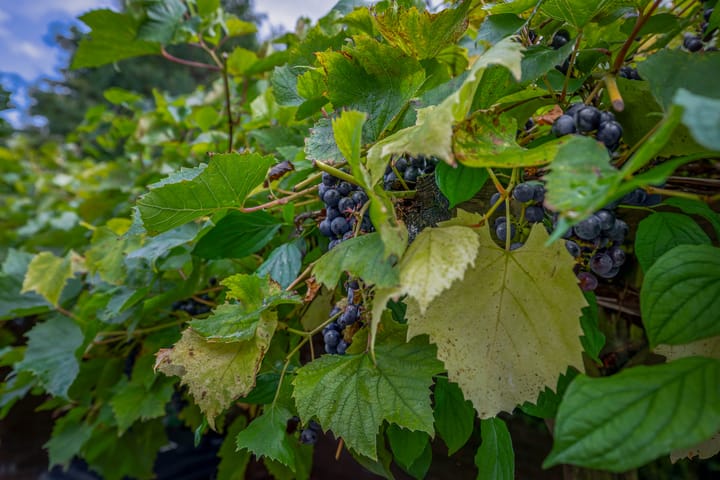 Foto 28 van De Timpe 18