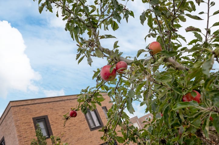 Photo 21 of Coretta Scott Kingweg 7