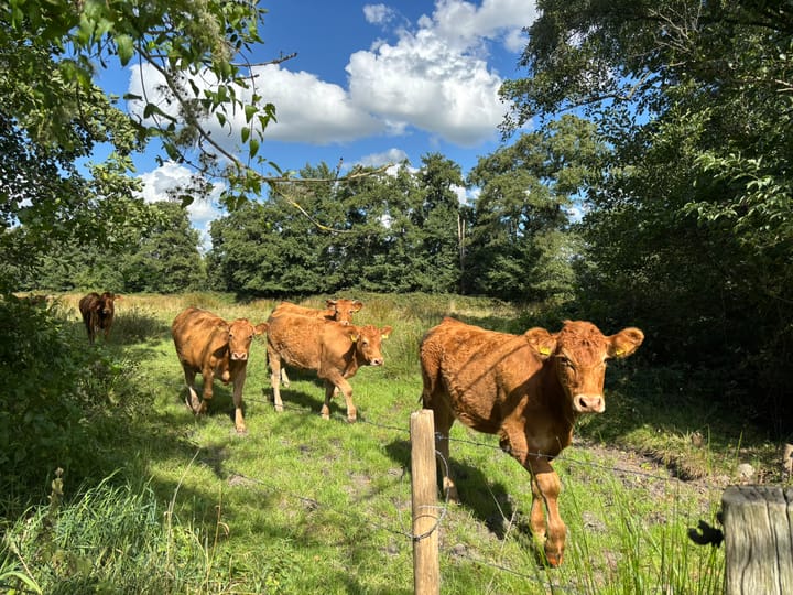 Foto 66 van 't Pad 13