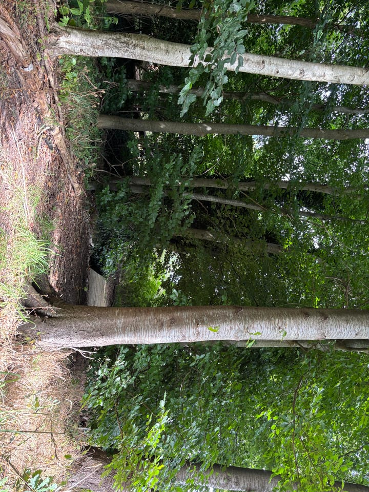 Foto 85 van 't Pad 13