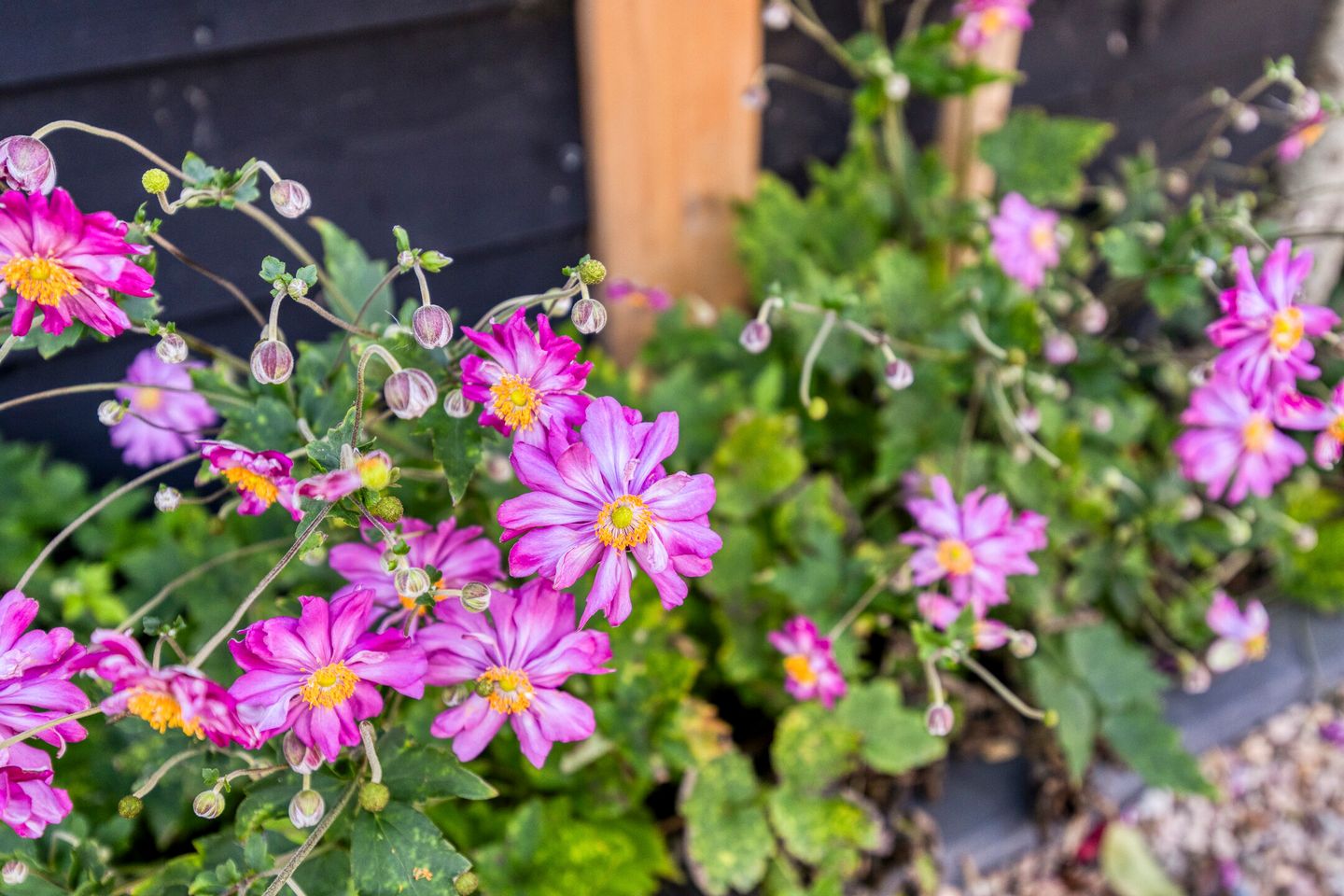 Foto 115 van Julianastraat 9