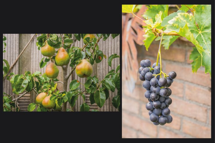 Photo 21 of Spiraeastraat 30