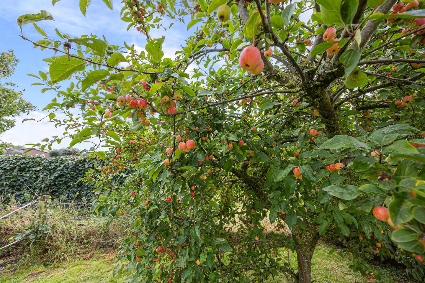 Foto 55 van Koningstraat 106-A