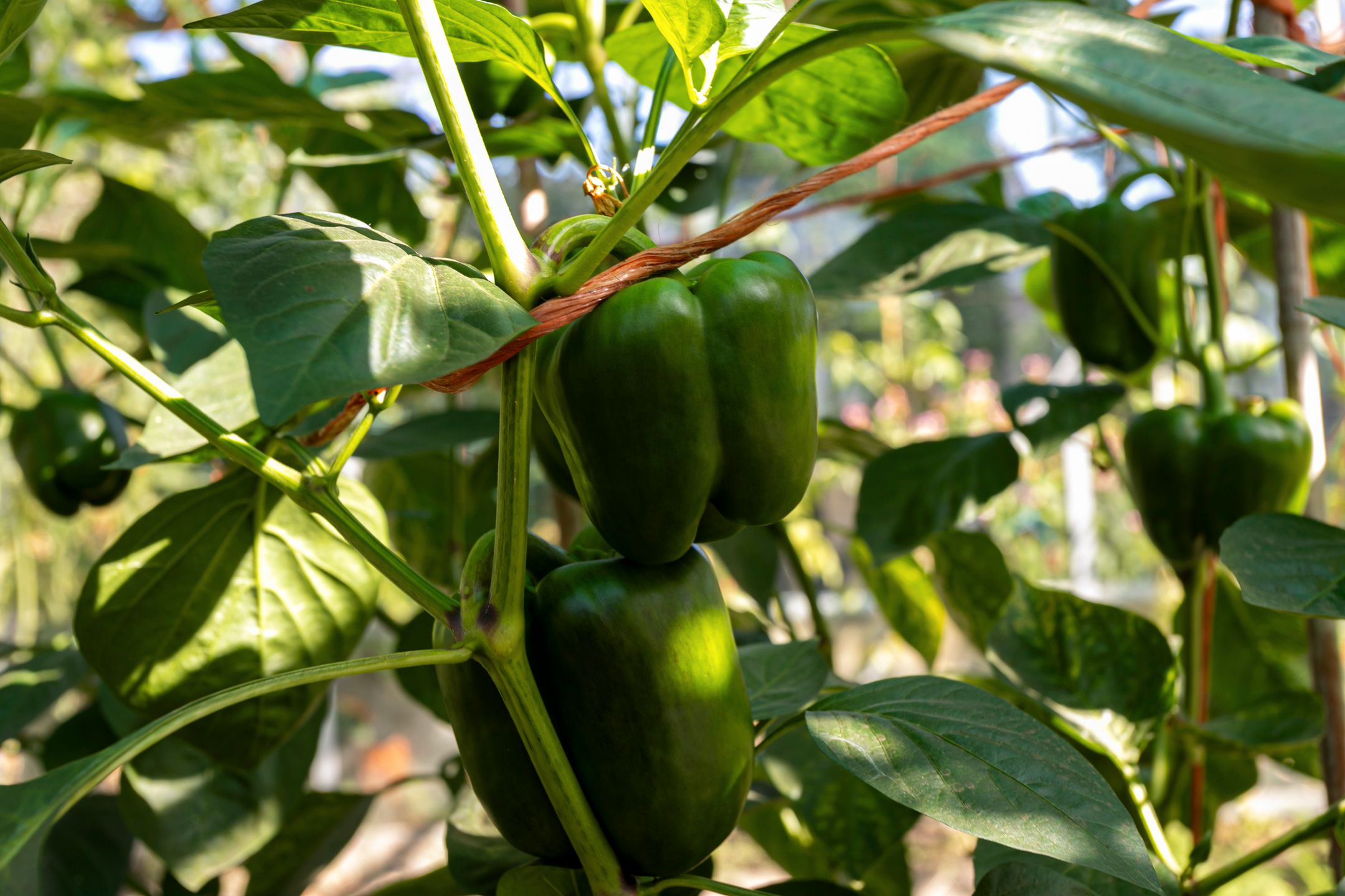 Foto 45 van Hoefstraat 25