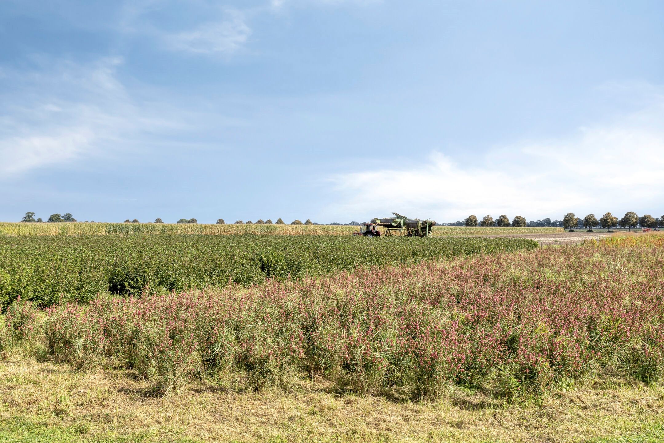 Foto 54 van Musselweg 119