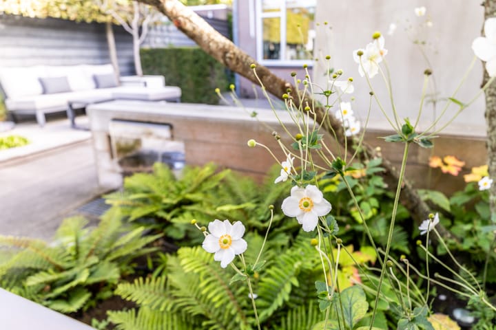 Photo 41 of de Zeilen 6