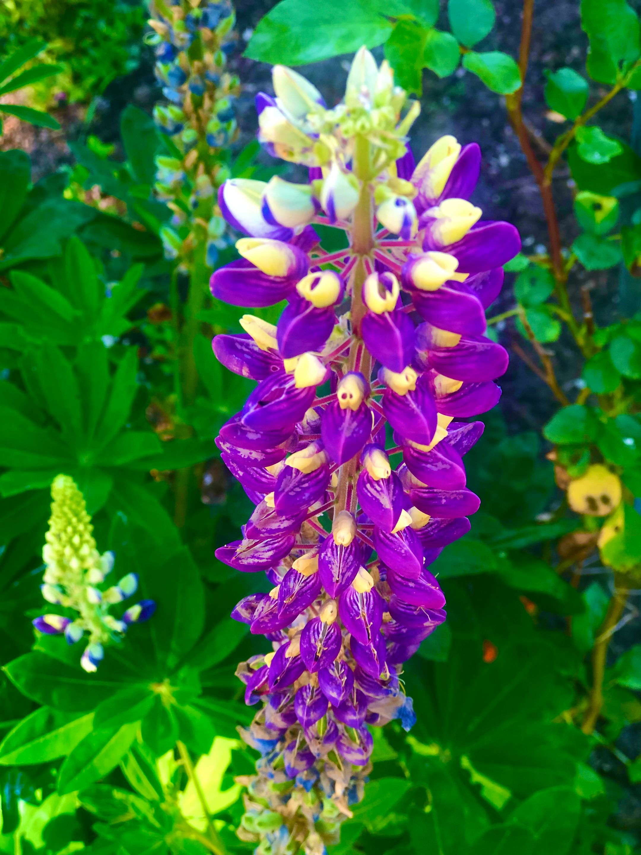 Foto 30 van Laan van Rijnwijk 1-C5