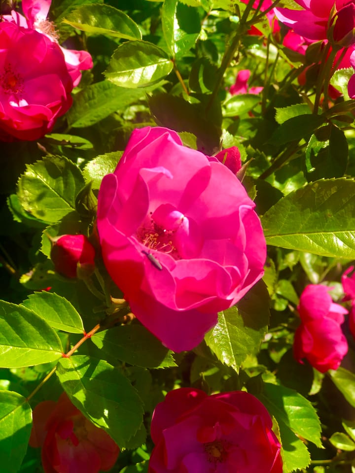 Foto 31 van Laan van Rijnwijk 1-C5