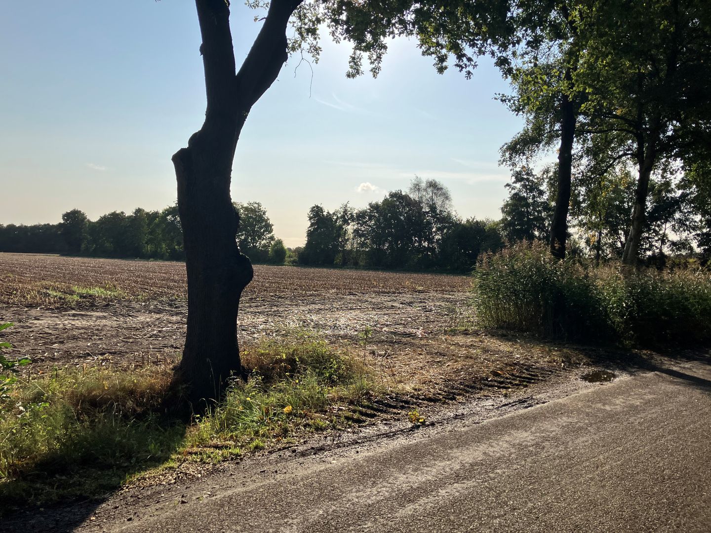View photo 5 of Daalhorst