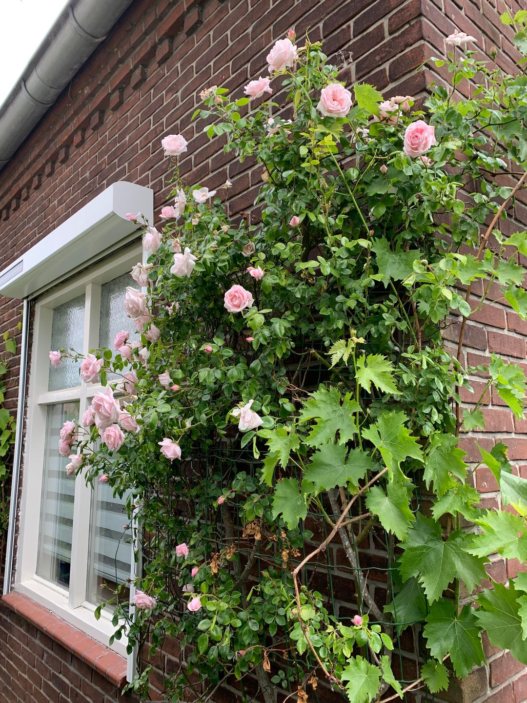 Foto 8 van Liefkeshoek 30