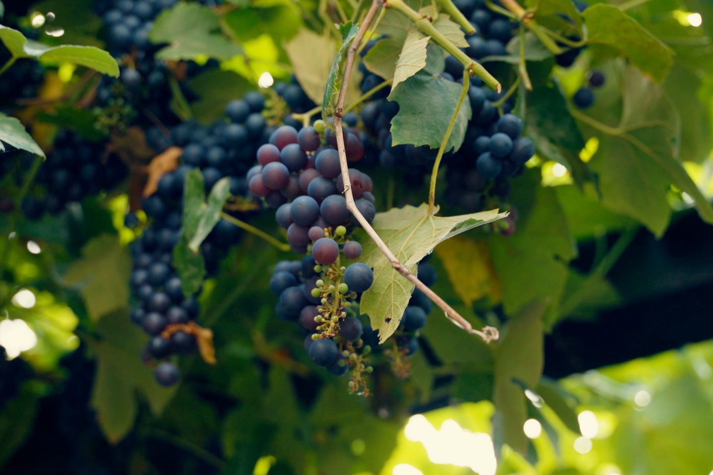 Foto 20 van Jodocus van Lodensteinstraat 37