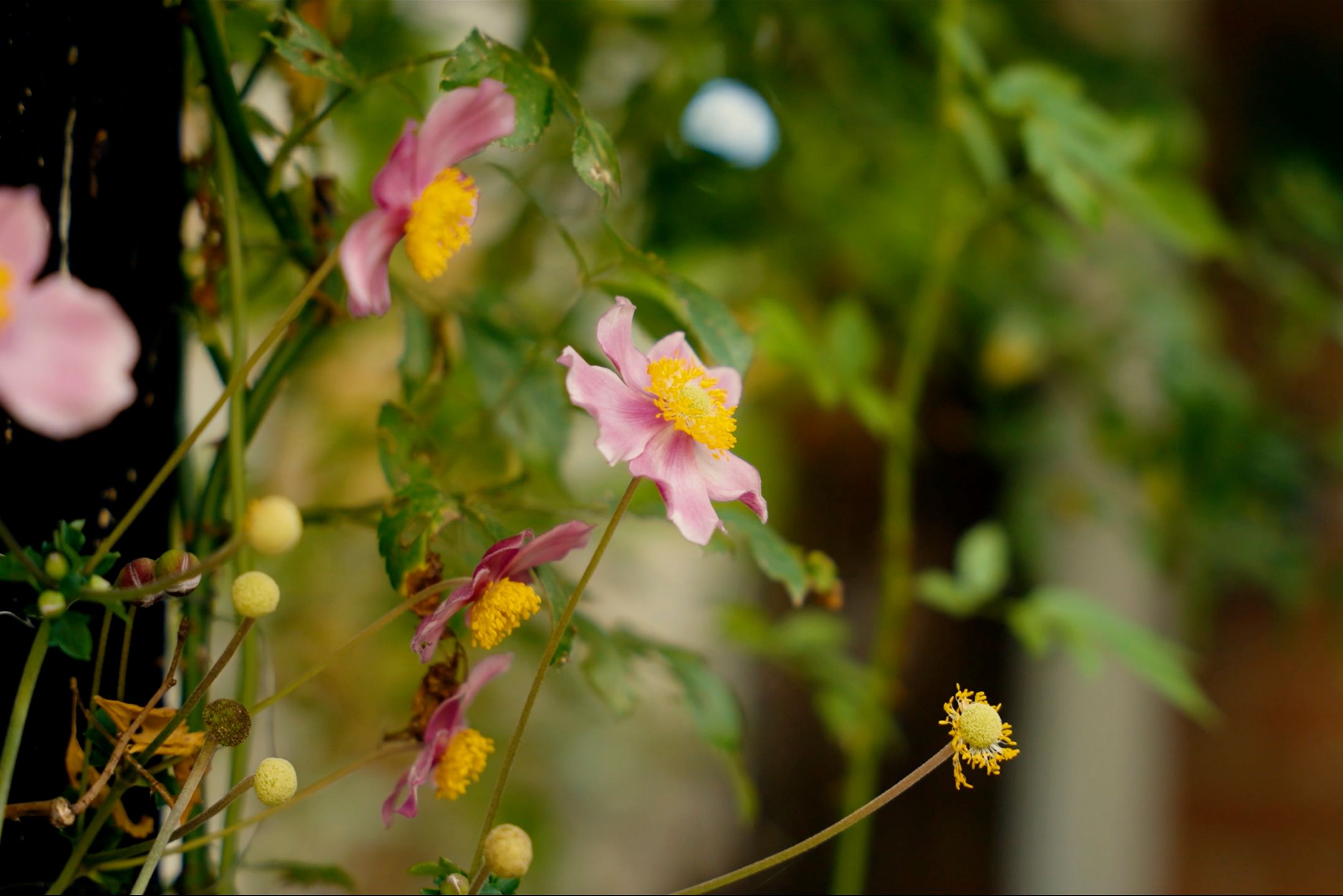 Foto 21 van Jodocus van Lodensteinstraat 37