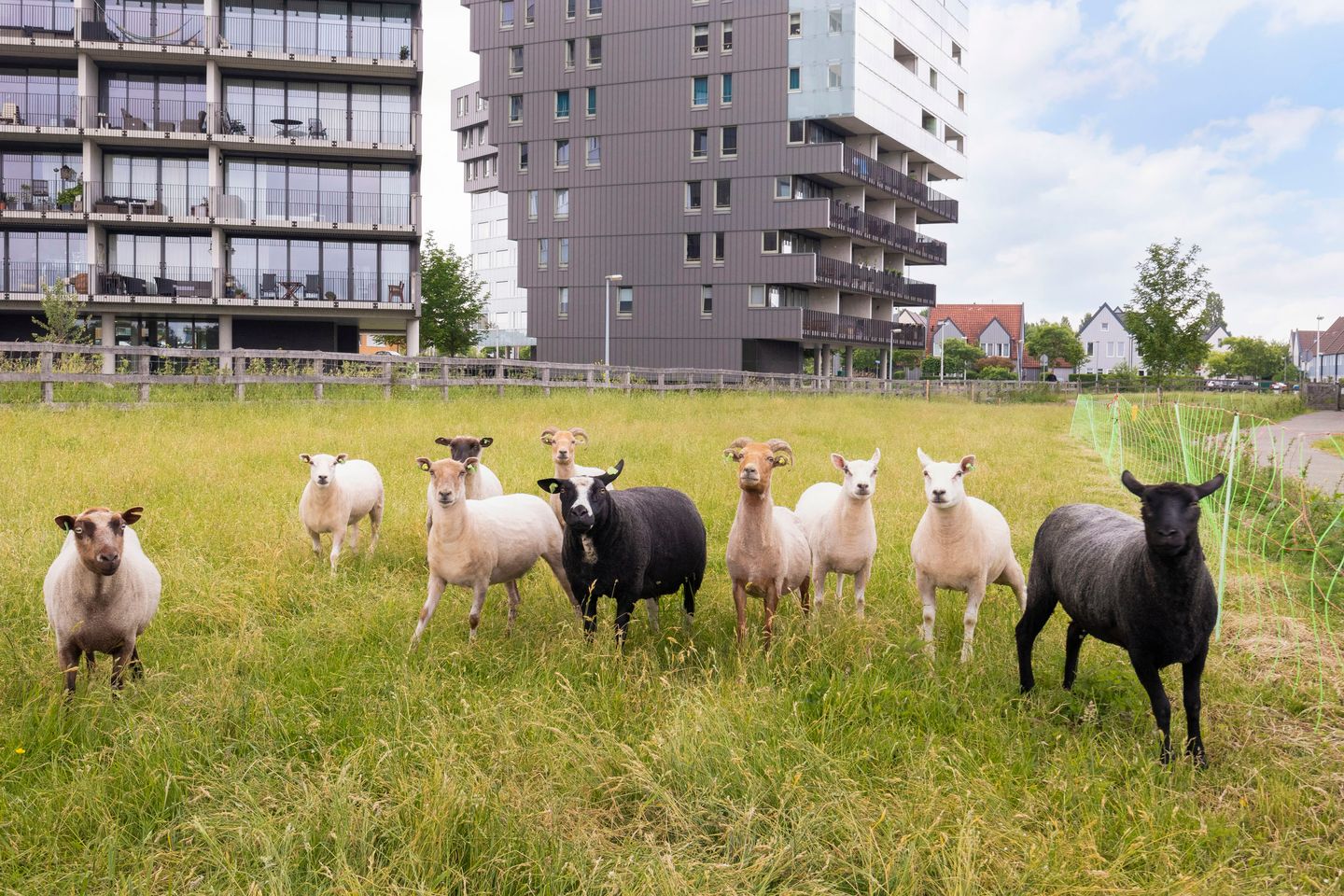 Photo 35 of Simon Carmiggeltplantsoen 7