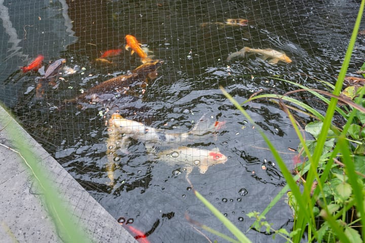 Foto 13 van Goudreinette 19