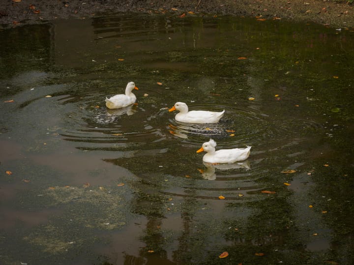 Foto 63 van Bandijk 15