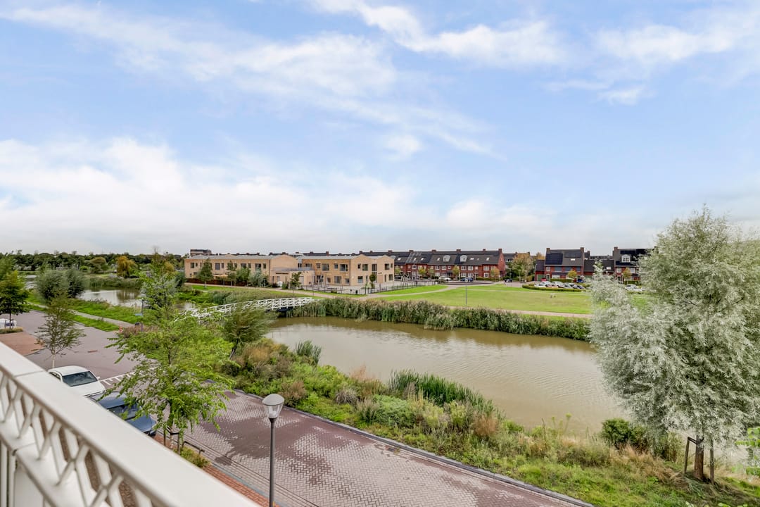 Foto 26 van Palissanderhout 100