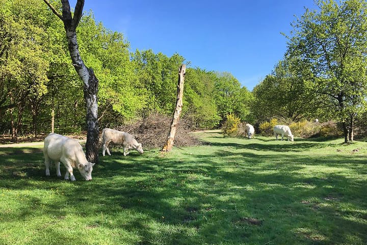 Foto 54 van Nieuw-Loosdrechtsedijk 270-AWS04