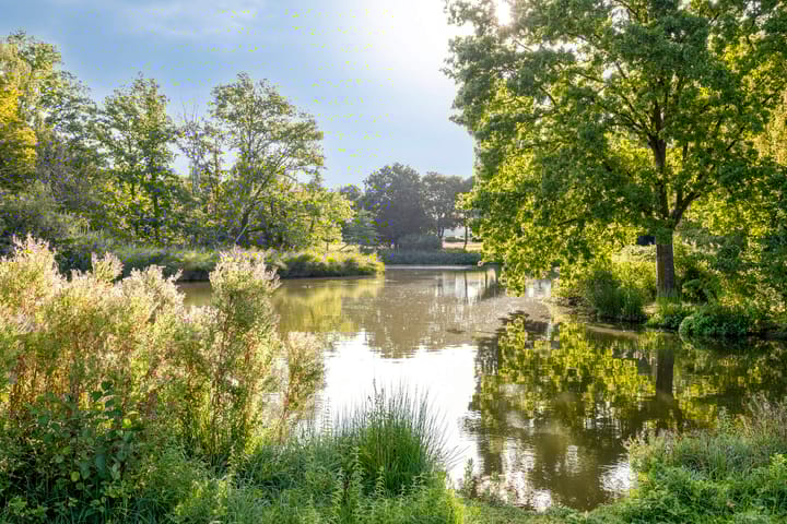 Foto 3 van Boekweitveld 4