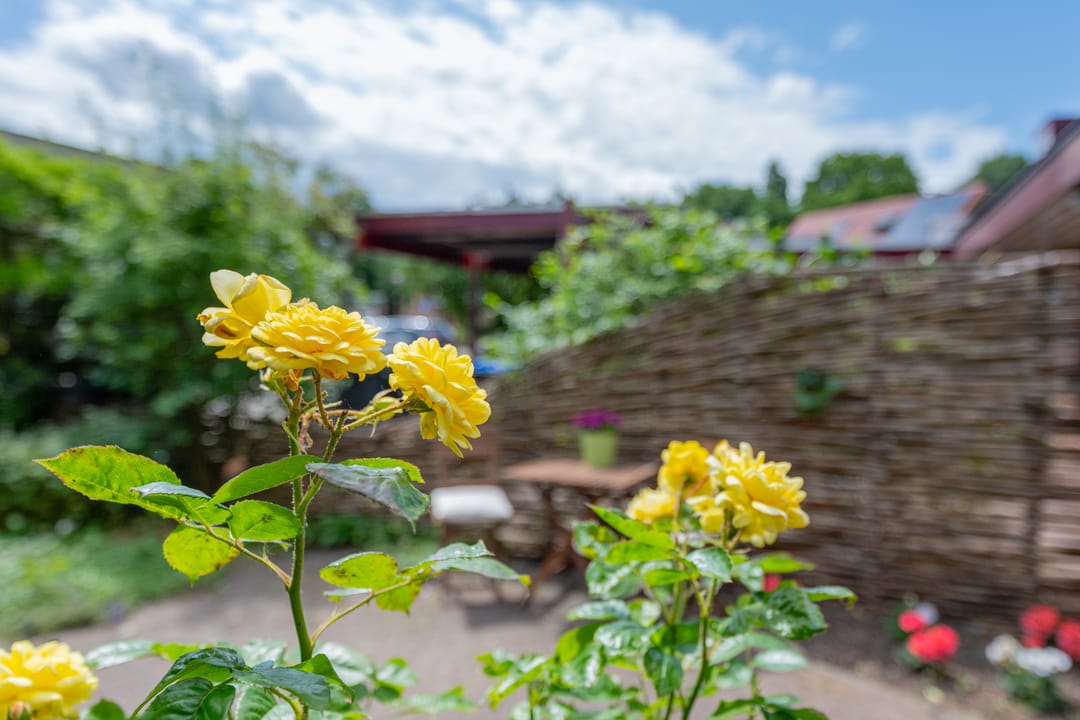 Foto 91 van Barmsijs 36