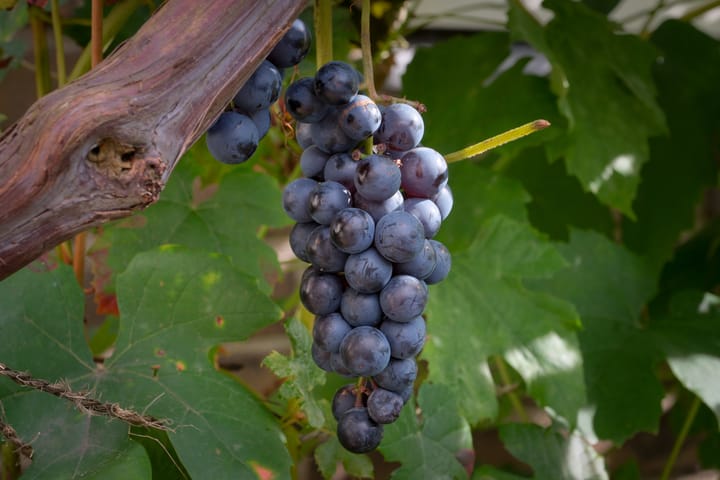 Foto 33 van Louisestraat 21