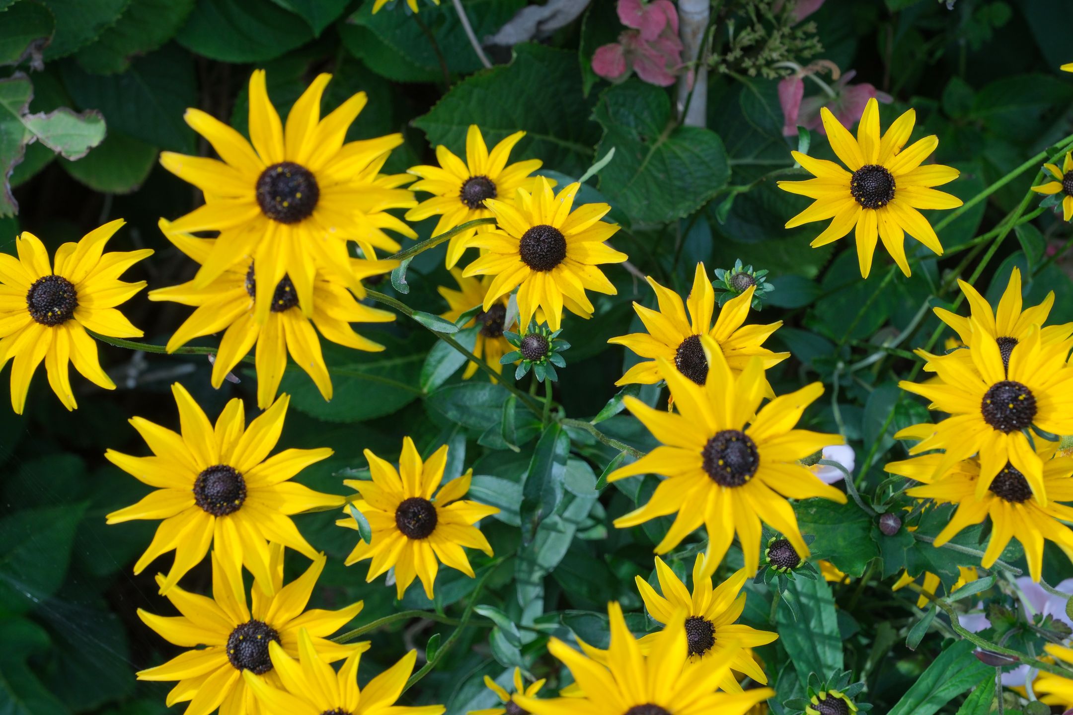 Photo 36 of Louisestraat 21