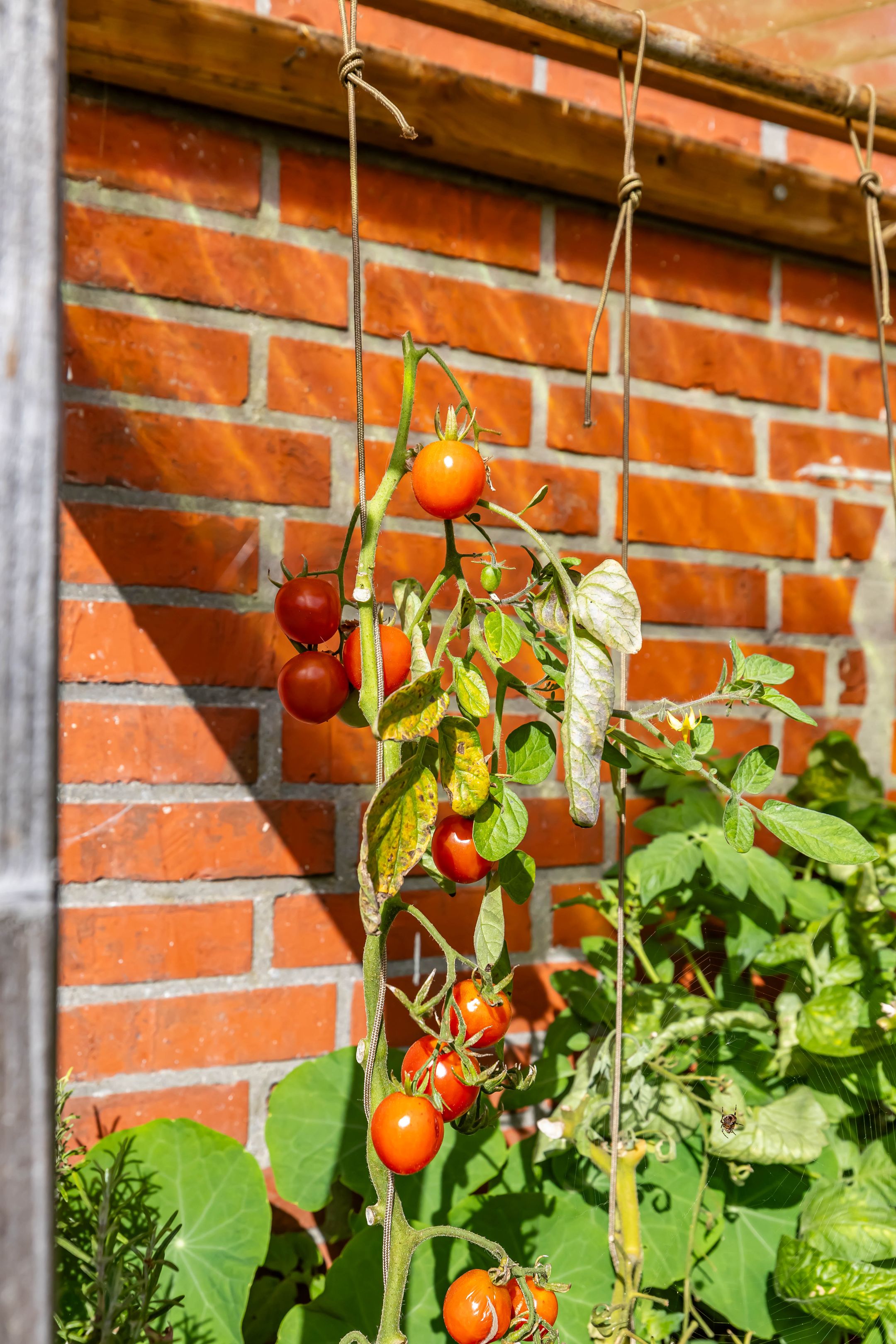 Foto 39 van Willem Bergstraat 24