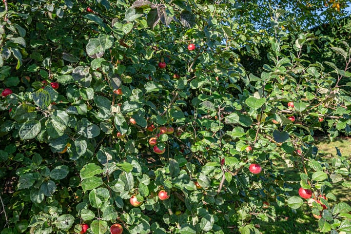 Foto 21 van Steenwijkerweg 8-1