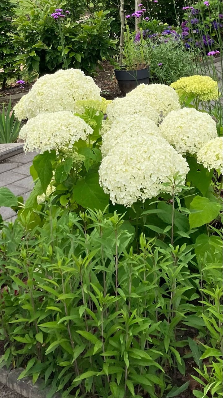 Foto 39 van Broeder Silvesterlaan 26