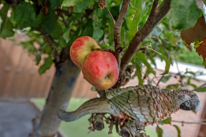 Foto 11 van Spinazieakker 15