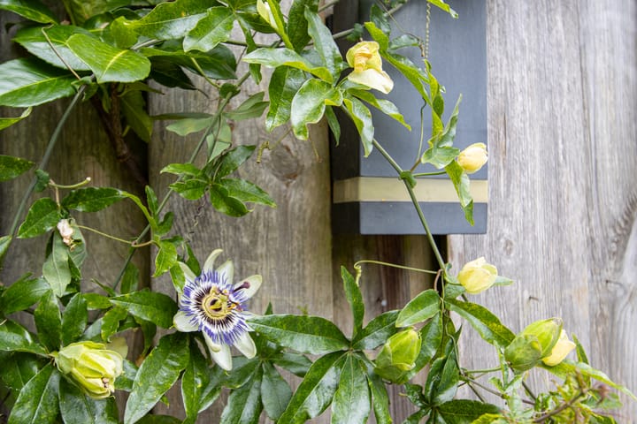 Photo 48 of Vergtweg 91