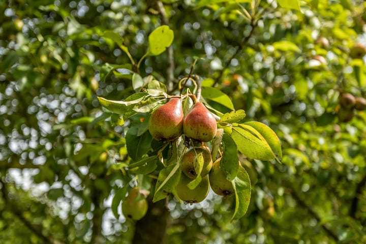 Photo 38 of Hoge Bremberg 2