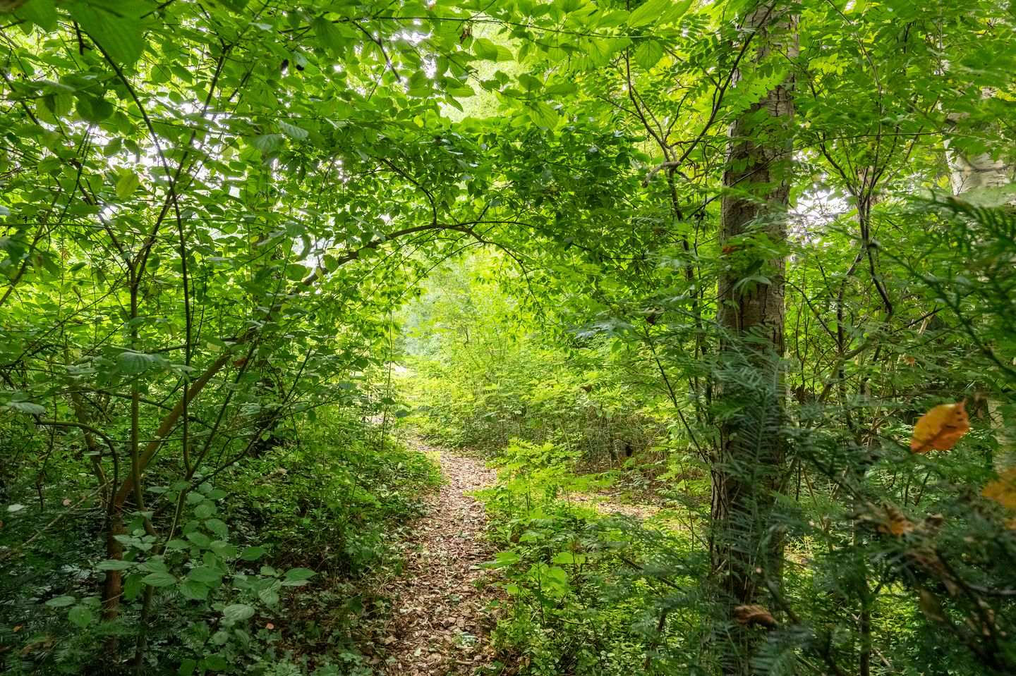 Foto 50 van Griendtsveenstraat 63