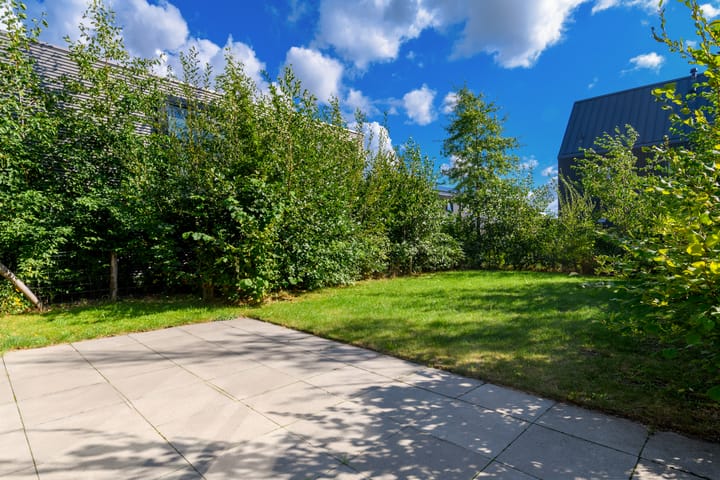 Foto 8 van Groene kikker 4