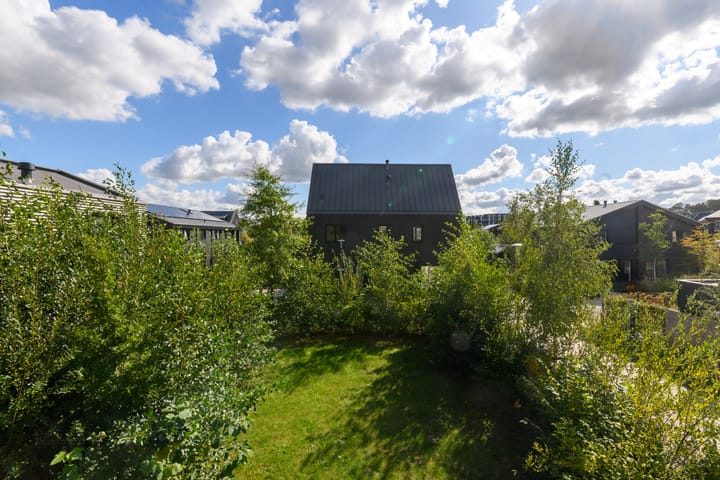 Foto 26 van Groene kikker 4